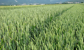 Slika pšenica