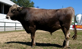 Slika rjava pasma govedo