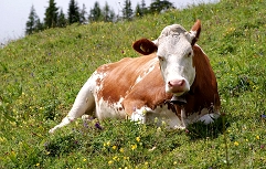lisasta pasma govedo vir Wikipedia
