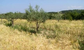 Slika Pšenica v mladem oljčniku