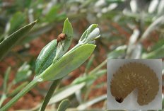 Odrasli kljunati oljkov rilčkar in njegova ličinka   foto B. Hlevnjak Pastrovicchio.JPG
