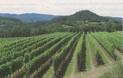 ekološko vinogradništvo in vinarstvo Zelena dežela oktober 2017