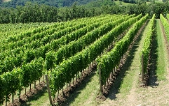 Ekološko vinogradništvo in vinarstvo - 1 (002)