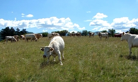 Slika tečaj živinorejec