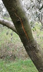 Poškodovane debele ogrodne veje pri oljki v polni rodnosti  - pozeba 2018 Krkavče 14.3 .jpg