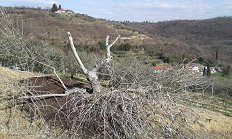 Močno prizadeto drevo porezano samo na ogrodne veje - pozeba 2018 grbec Parecag 23.3 .jpg