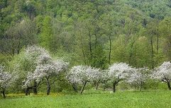 apples in blossom