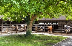 Vzrejališče mladih plemenskih bikov, Kmetijsko gozdarski zavod Nova Gorica   Foto M.Prešeren