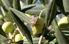 VR-oljka-marmorirana-smrdljivka