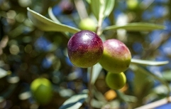 few olives on branch (1)