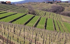 Slika vinograd