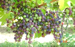 Začetek zorenja-  čas za redčenje grozdja