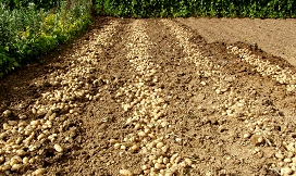 Slika saditev_krompirja