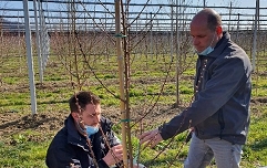 Slika Demonstracija rezi breskev
