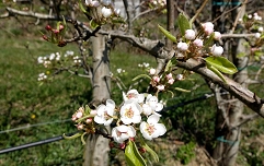 jablana cvet