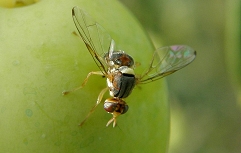 Slika oljcna muha