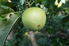 Jabolčni zavijač - poškodbe na plodovih