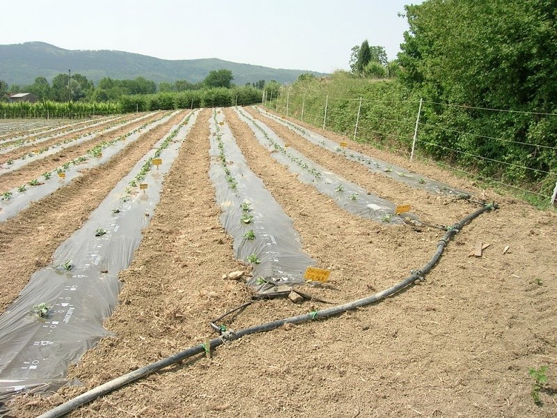 Slika 2: Kapljični sistem namakanja v pridelavi dinje