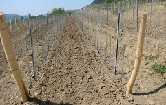prestrukturiranje vinogradov