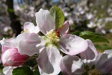 Jabolčna grizlica na cvetu jablane