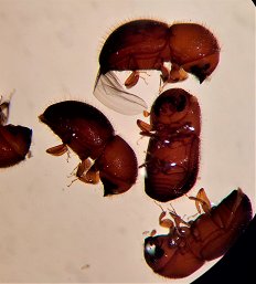 Samice azijskega ambrozijskega podlubnika - Xylosandrus crassiusculus (pod povečavo)