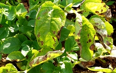 Alternaria