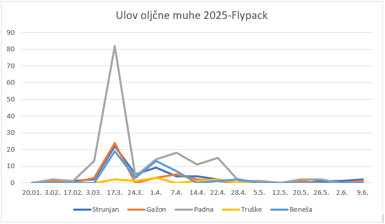 Ulov oljčne muhe flypack 2025