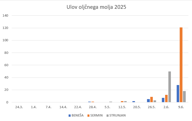 Ulov oljčnega molja 2025