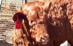 Slika lumpy-skin-disease-cow-pirbright(1)