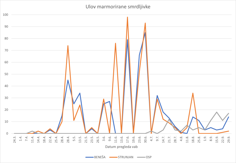 marmorirana smrdljiva ulov 2025