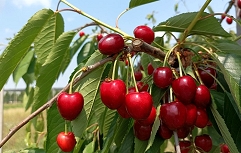 Slika IMG_20220602_105910