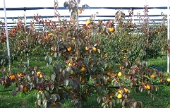 Slika Drevo sorte kaki tipo