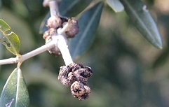Slika Oljčni rak – tumorji na ranah, ki so nastale po rezi