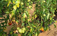 vr_paradiznik_bolezni korenin