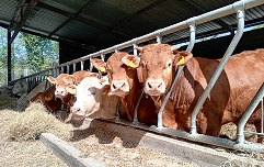 Slika Vzrejališče - april 26