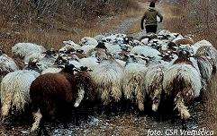 Slika CSR Vremščica_čreda potuje