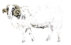 Slika Istrian Pramenka