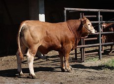 Odbira mesni - 21.4.26 - 3 - 2