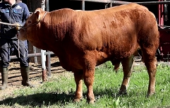 Slika Odbira mesni - 21.4.26 - 5 - 2