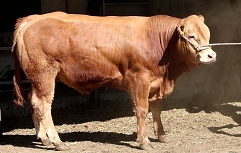 Slika SI 46017691 JERBAS PP - frame at 0m58s -2