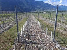 MMS02-Poskusni vinograd Raziskovalni center Agroscop