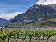 MMS03-Pogled na vinograde
