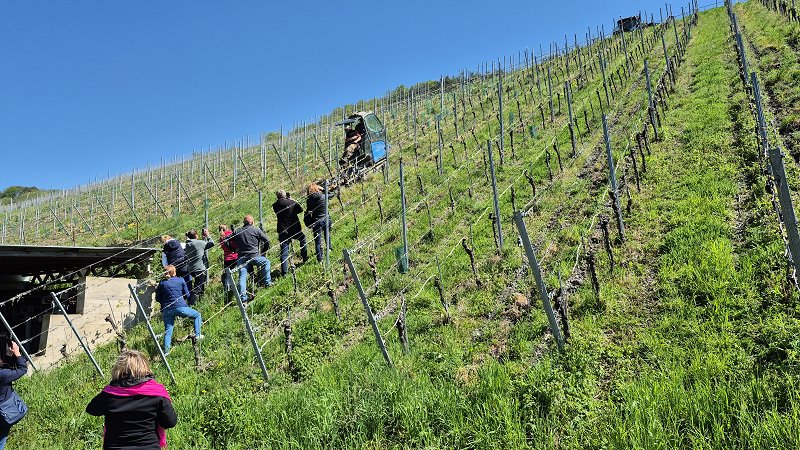 obdelava vinogradov s pomočjo vitlov