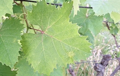 Slika peronospora na listu
