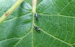 Slika 1Parazitoid Anastatus bifasciatus