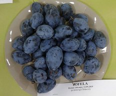 Jofela .jpg