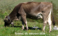 Slika katalog govedo naslovnica 2026