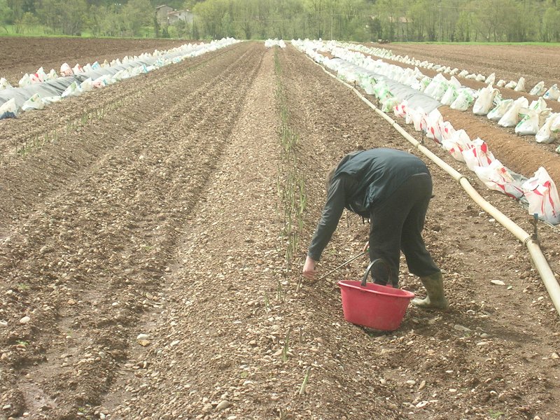 Pobiranje zelenih špargljev