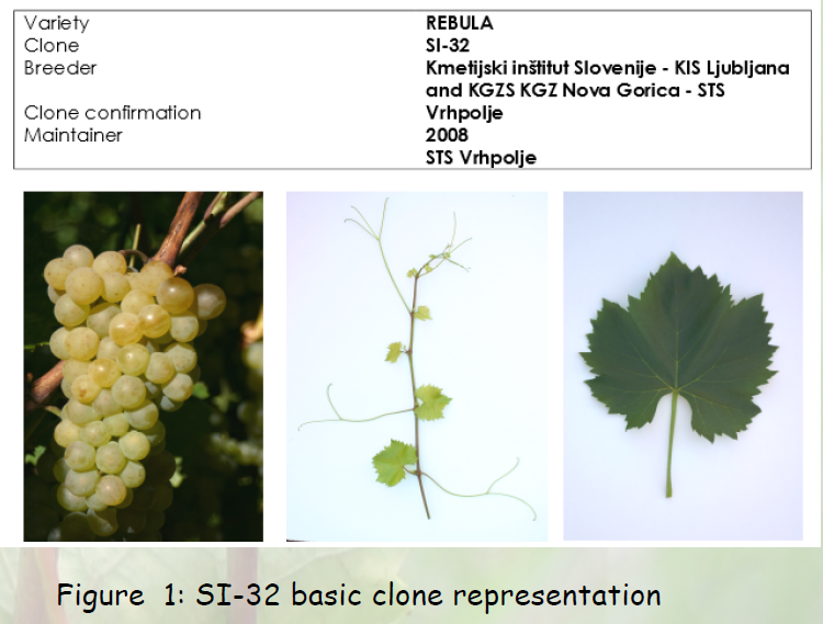 SI-32 basic clone representation