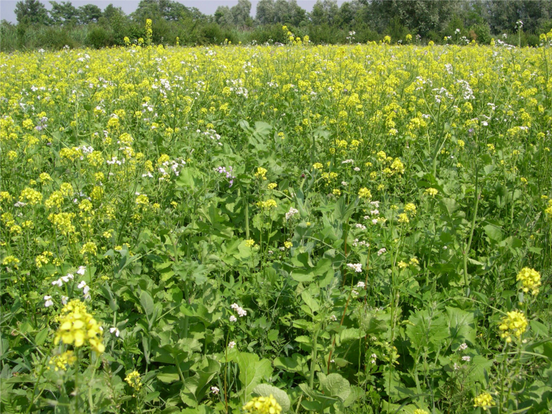 Slika2_rodovitna tla